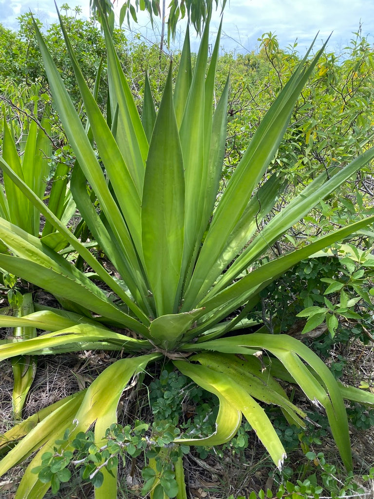 Furcraea Foetida (Mauritius Hemp)