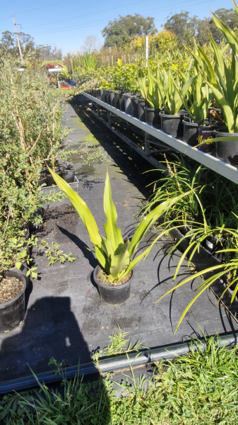 Furcraea Foetida (Mauritius Hemp)