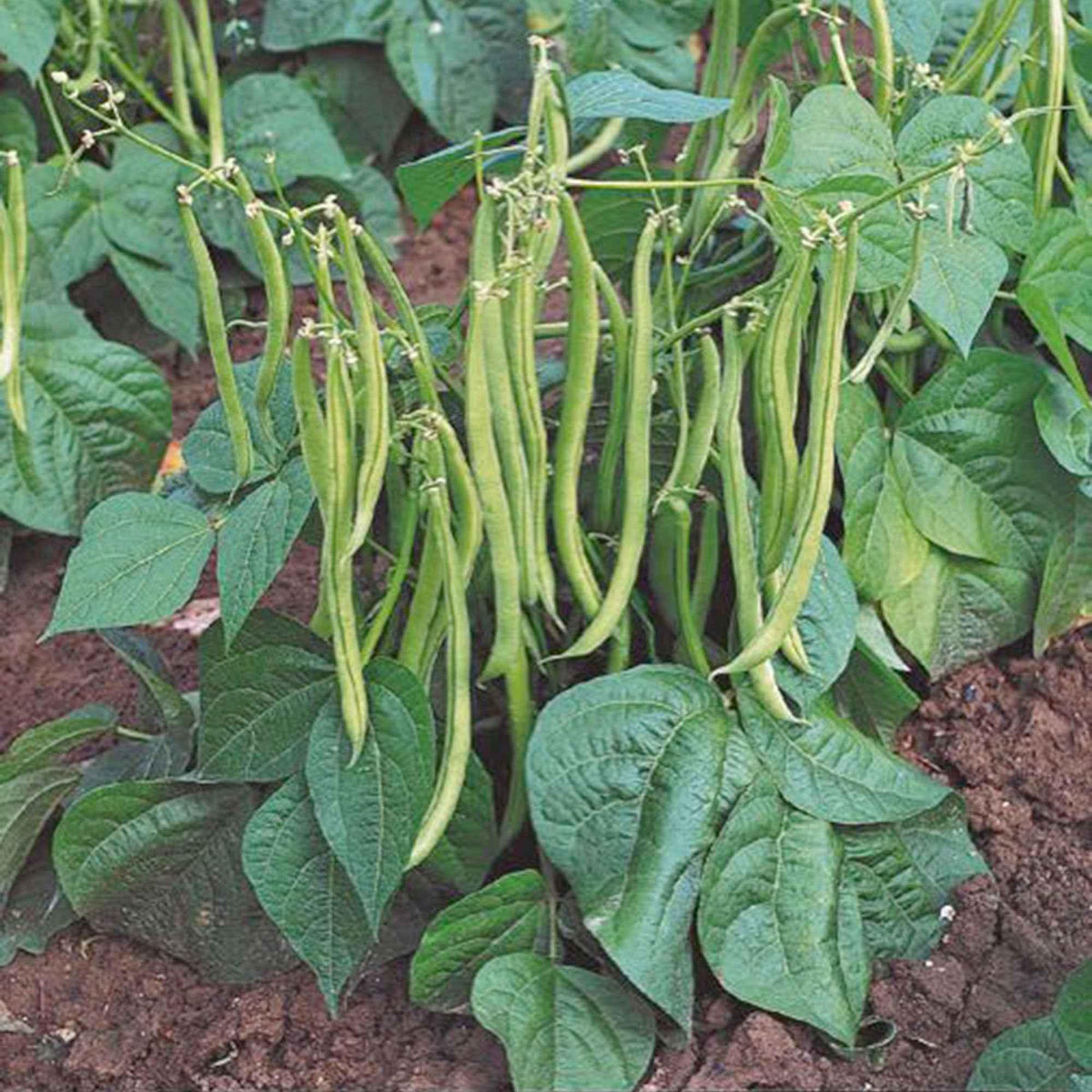 Phaseolus vulgaris (Bean Bush)
