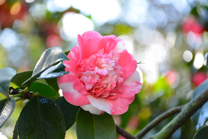 Camellia japonica ‘Elegans Variegated’