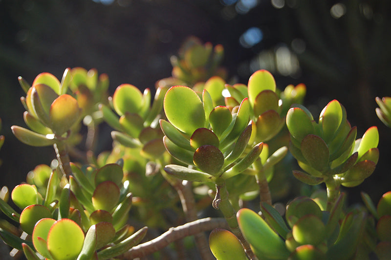 Crassula ovata ‘Crosby Red’