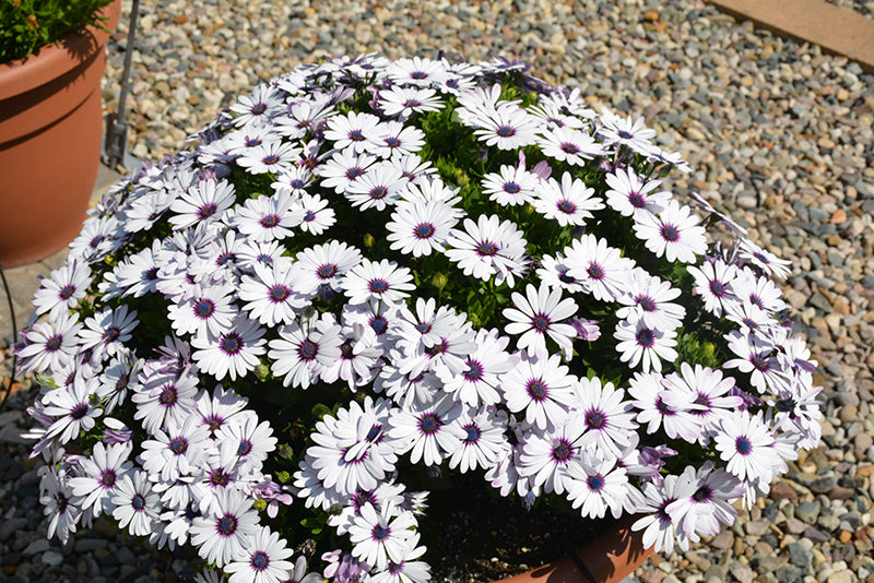 Osteospermum ecklonis Osticade™ Amethyst (African Daisy)