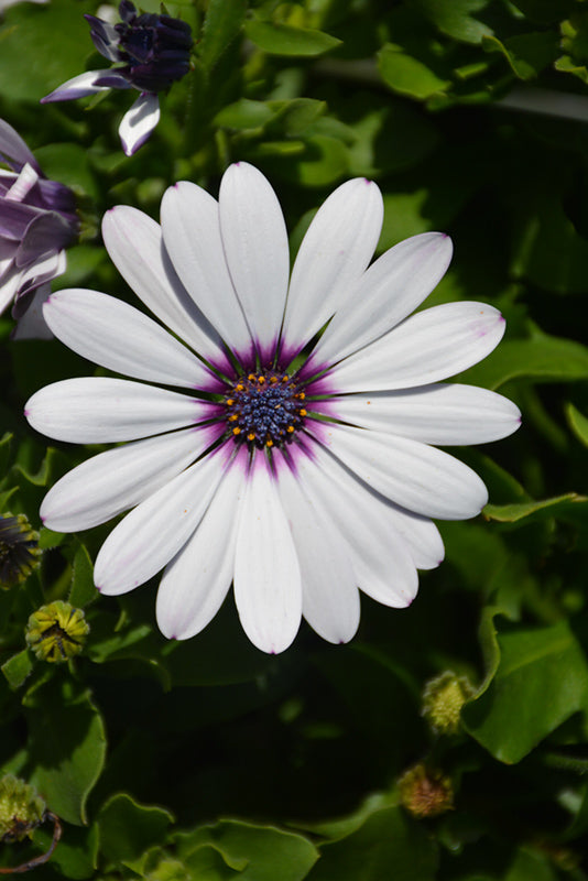 Osteospermum ecklonis Osticade™ Amethyst (African Daisy)