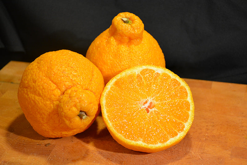 Citrus reticulata (Shiranui Dwarf Mandarin)