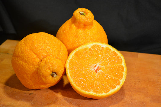 Citrus reticulata (Shiranui Dwarf Mandarin)