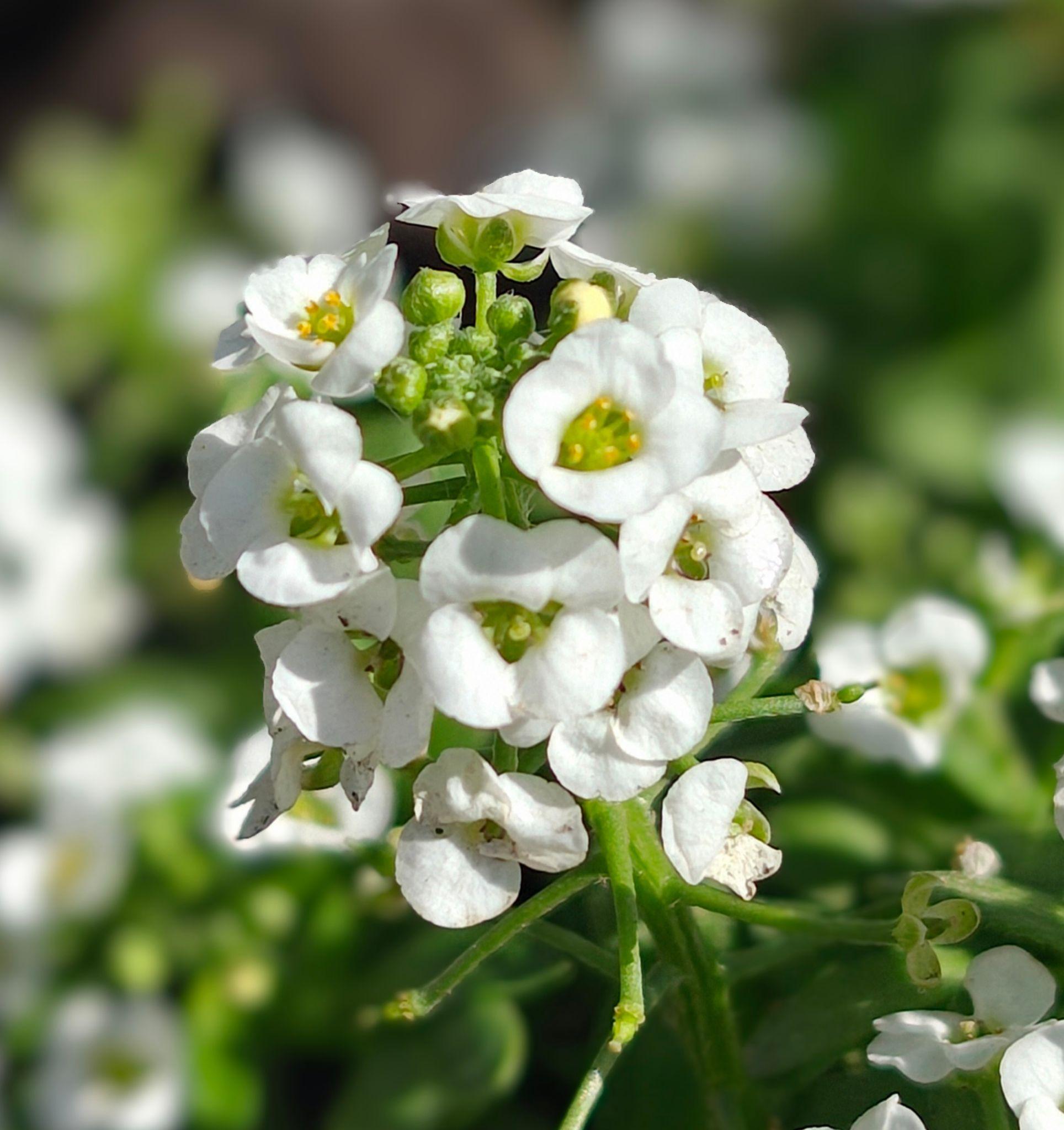 Lobularia Maritima (White Sweet Alyssum