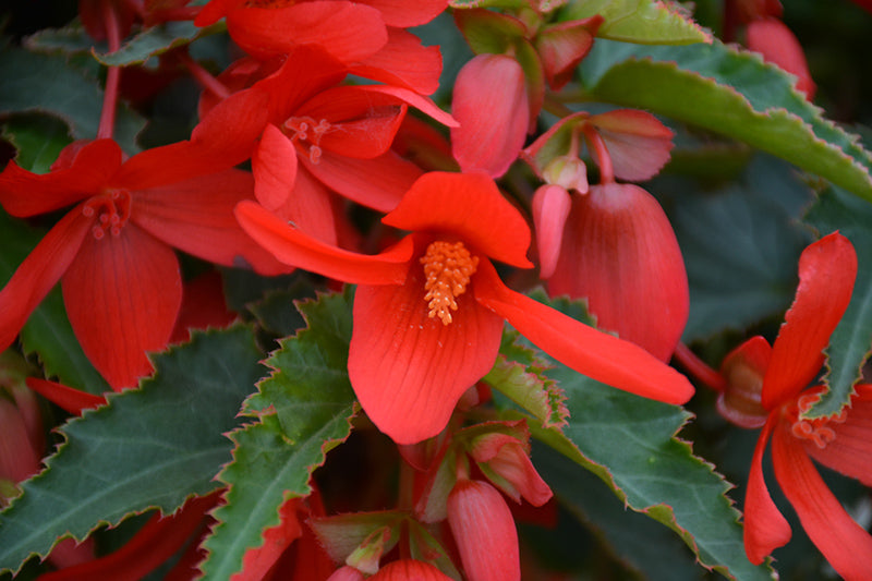 Begonia ‘Bossa Nova Red’ (Trailing Begonia)