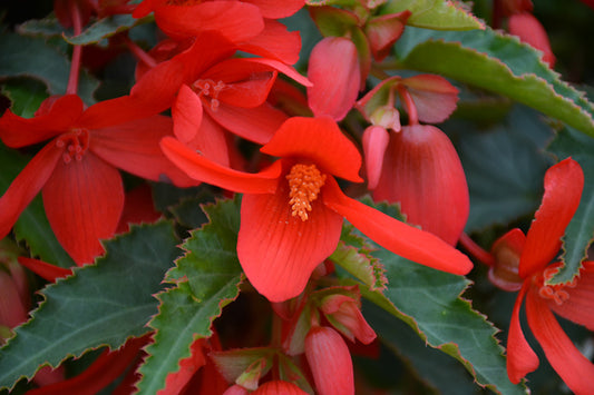 Begonia ‘Bossa Nova Red’ (Trailing Begonia)