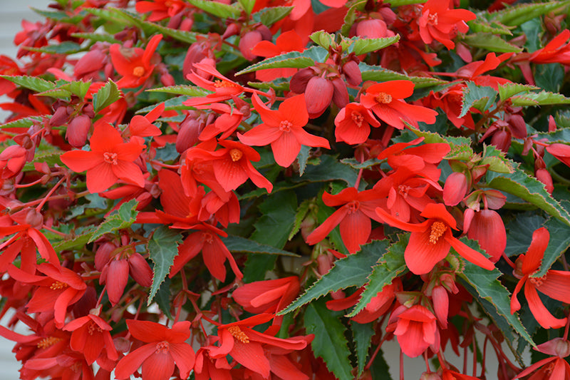 Begonia ‘Bossa Nova Red’ (Trailing Begonia)