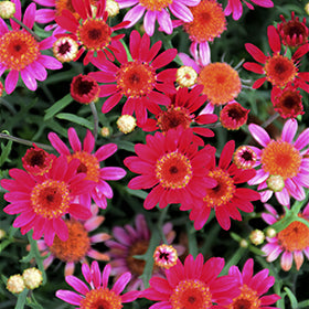 Argyranthemum frutescens 'Aramis Velvet' (Aramis Velvet Marguerite Daisy)