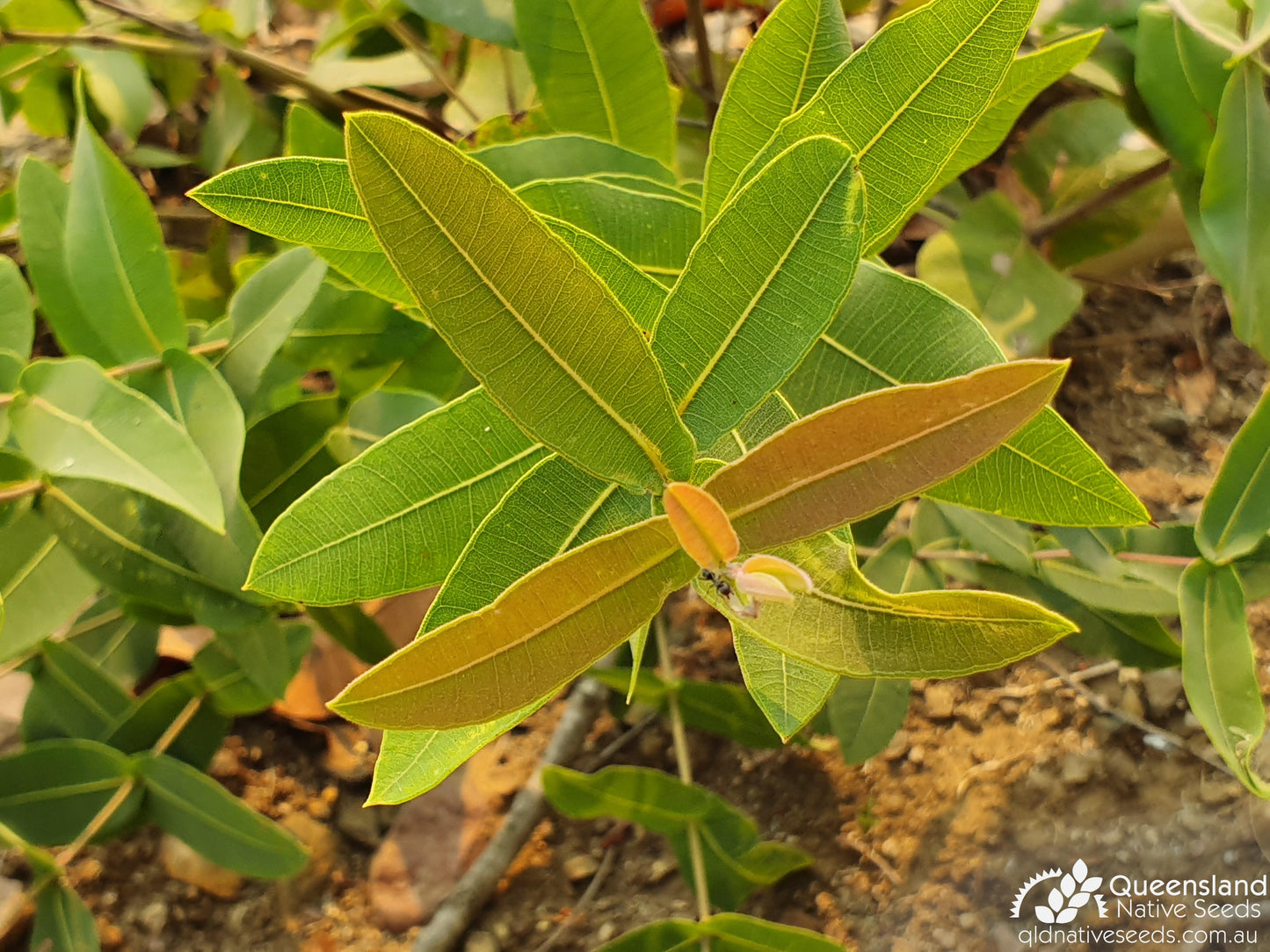 Angophora Subvelutina (Broad-Leaved Apple)