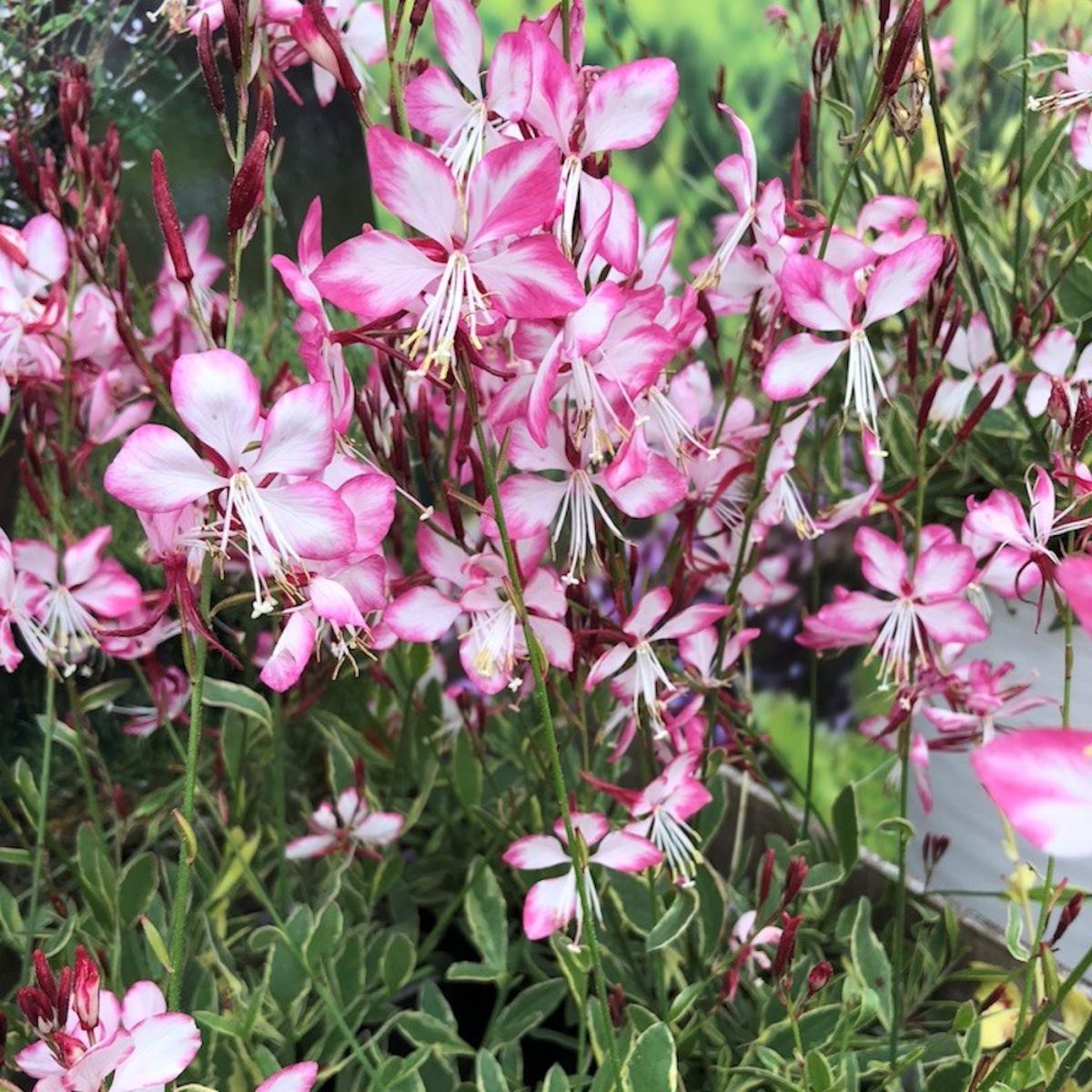 Gaura Lindheimeri 'Freefolk Rosy' (Rosy Gaura)