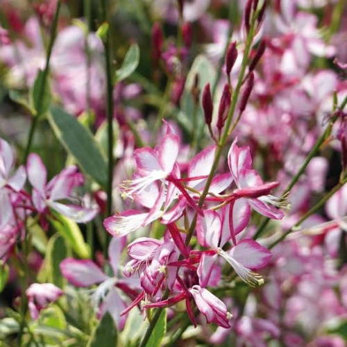 Gaura Lindheimeri 'Freefolk Rosy' (Rosy Gaura)