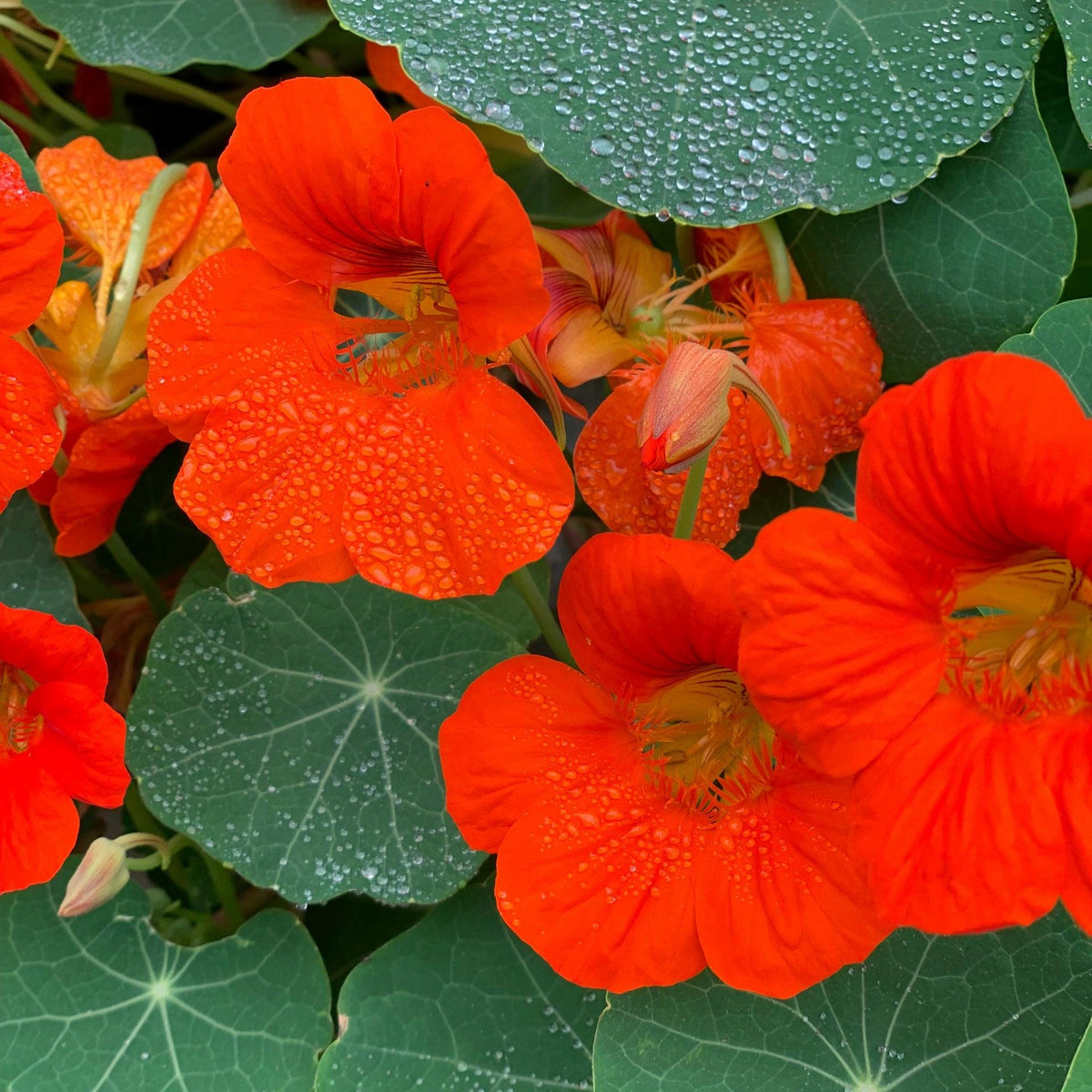 Tropaeolum Majus (Flaming Red Nasturtium)