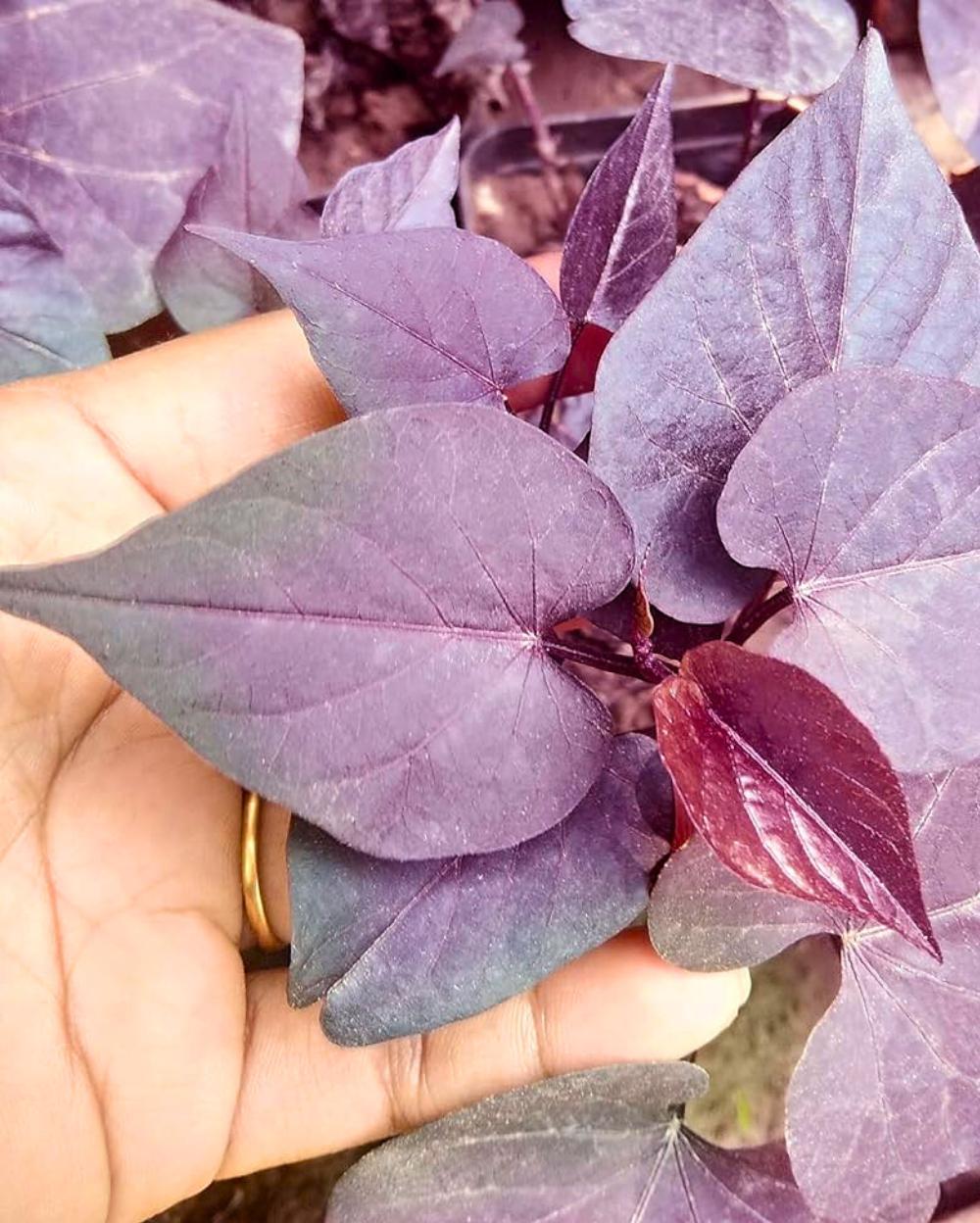 Ipomoea Batatas (Sweet Potato Purple)