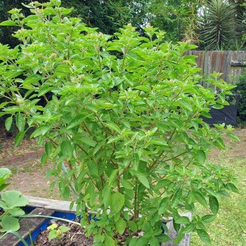 Ocimum (Perennial Basil)