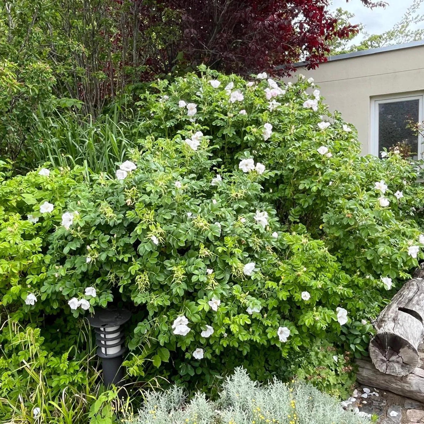 Rosa Rugosa Alba (White Rugosa Rose)