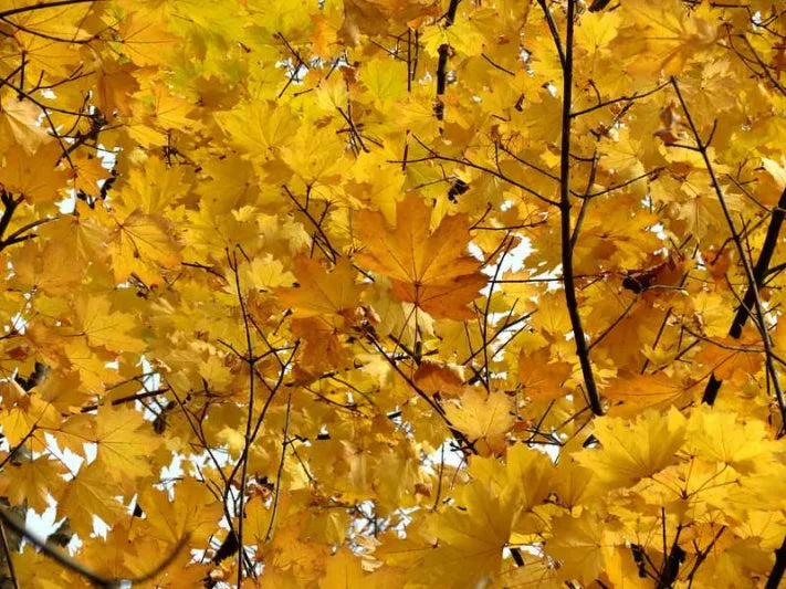 Acer platanoides (Norway Maple)