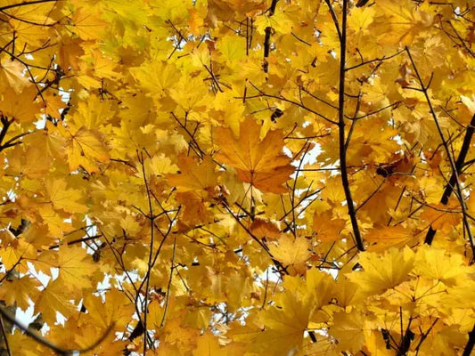 Acer platanoides (Norway Maple)