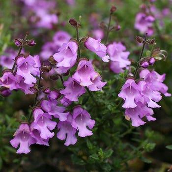 Prostanthera ovalifolia ‘Compacta’ (Compact Mint Bush)