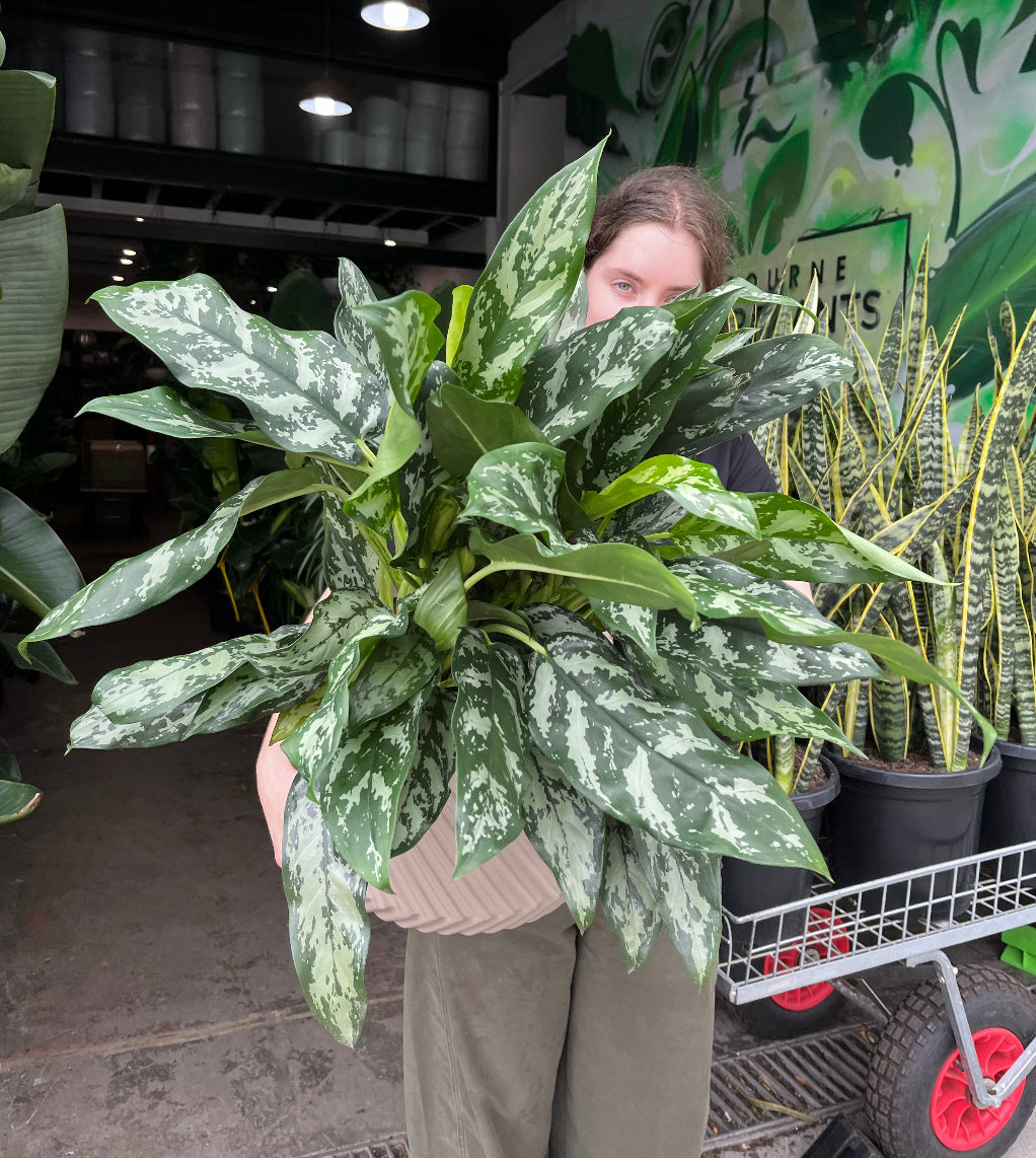 Aglaonema 'Emerald Beauty' (Chinese Evergreen)