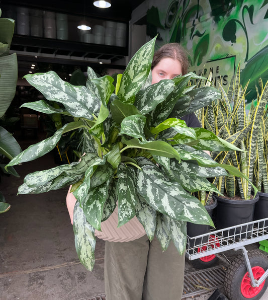 Aglaonema 'Emerald Beauty' (Chinese Evergreen)