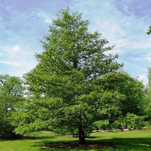 Alnus Jorullensis (Evergreen Alder)