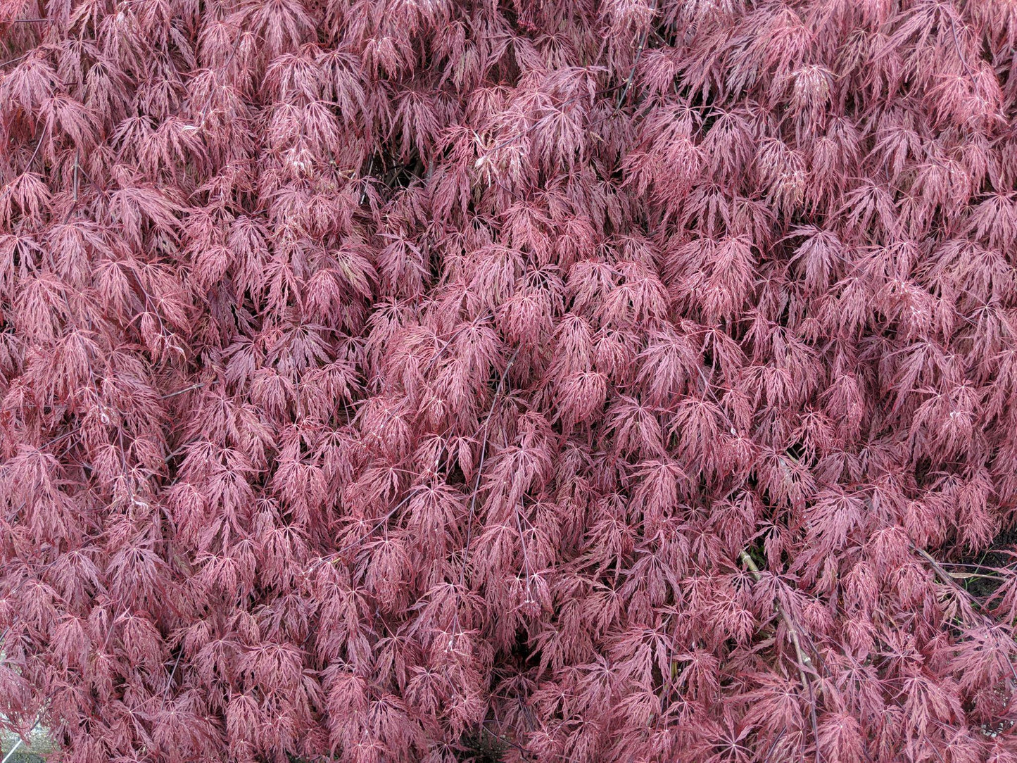 Acer Palmatum Dissectum (Bronze Japanese Maple)