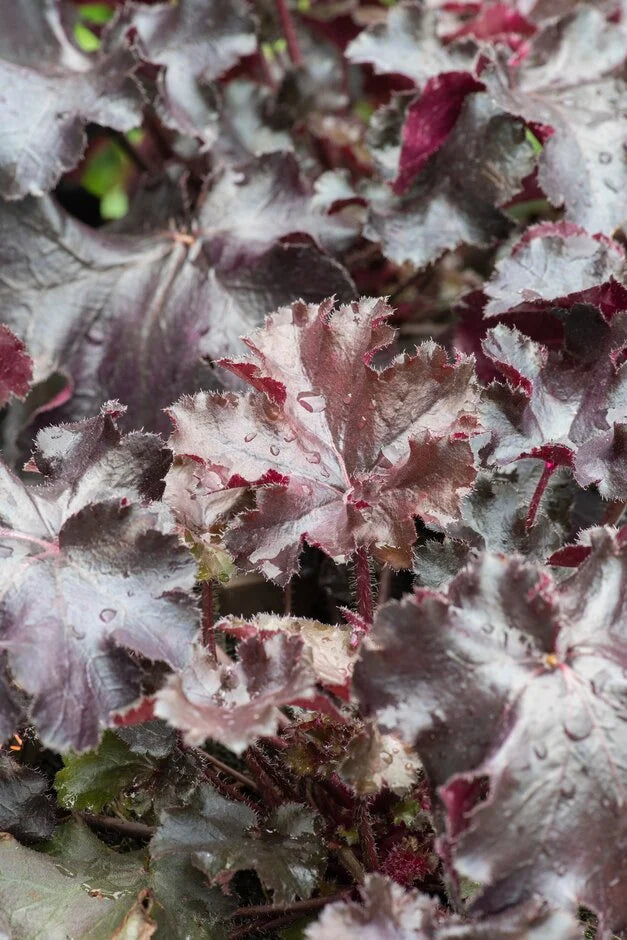 Heuchera ‘Black Pearl’ (Coral Bells)