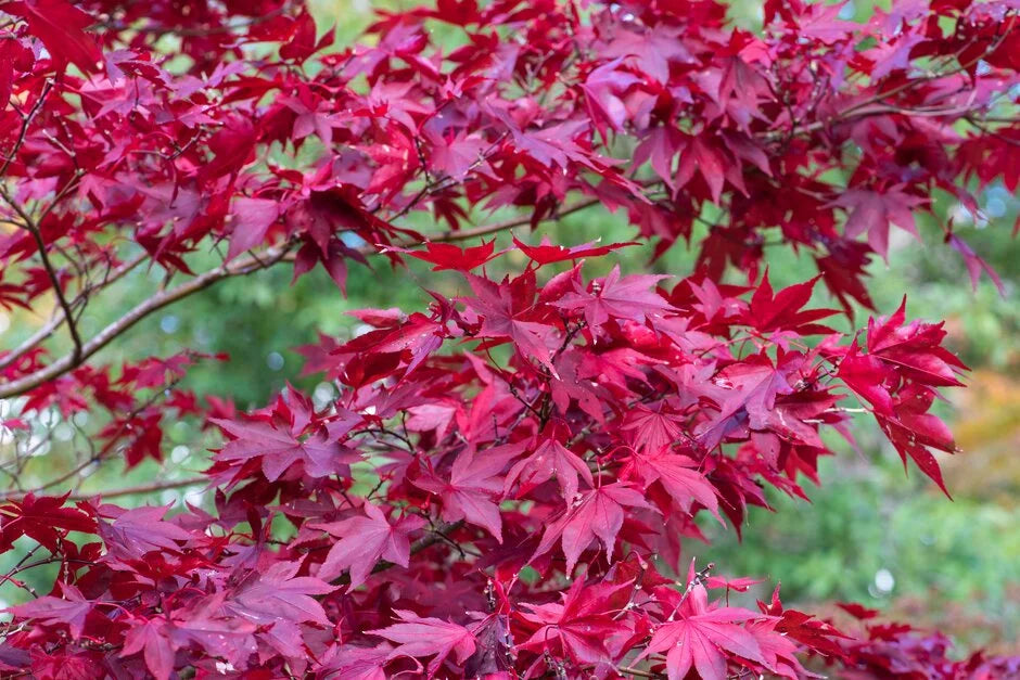 Acer palmatum Atropurpureum (Purple Maple Standards)