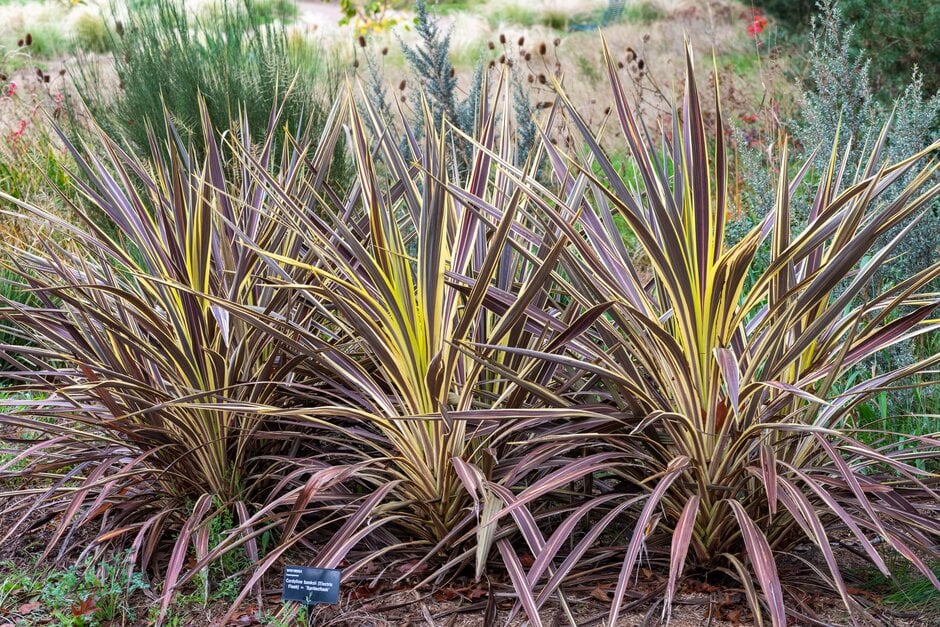 Cordyline Banksii Electric Flash™ (Electric Flash Cordyline)
