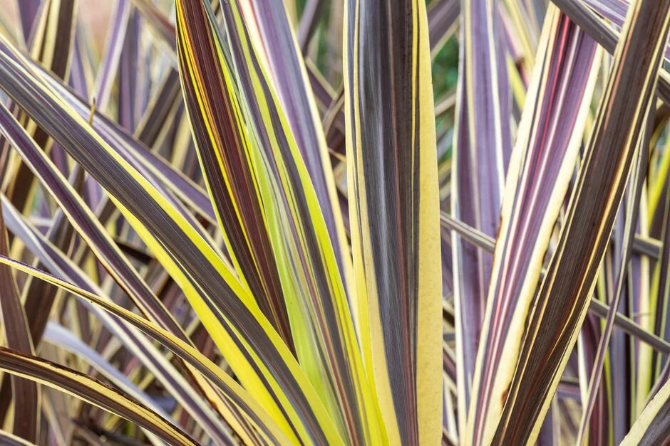 Cordyline Banksii Electric Flash™ (Electric Flash Cordyline)
