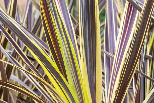 Cordyline Banksii Electric Flash™ (Electric Flash Cordyline)