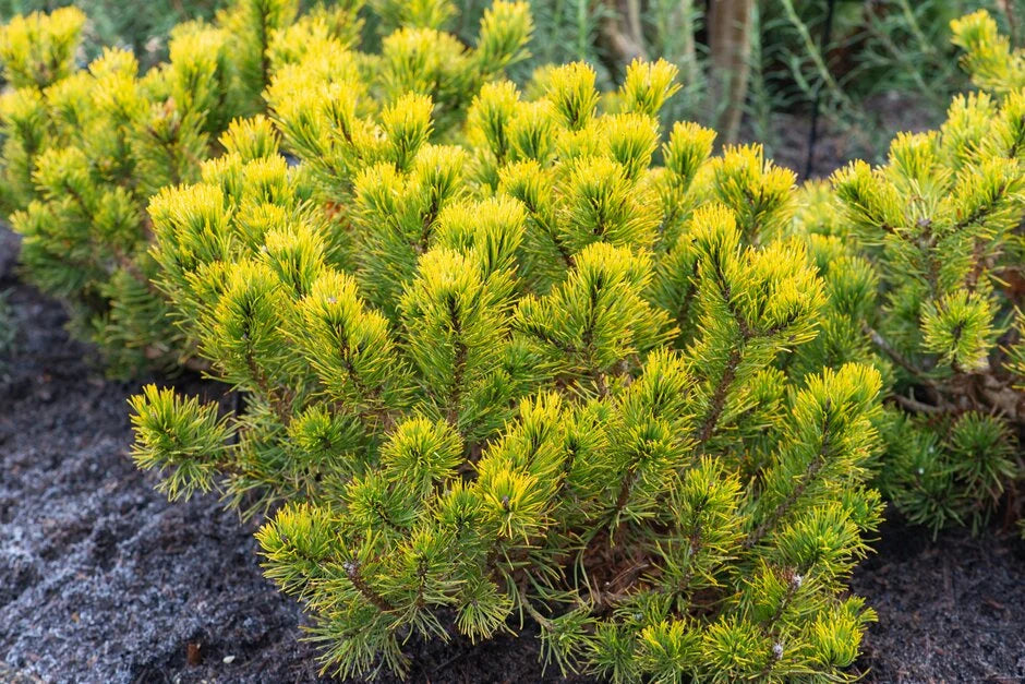 Pinus mugo ‘Wintergold’ – Golden Mugo Pine