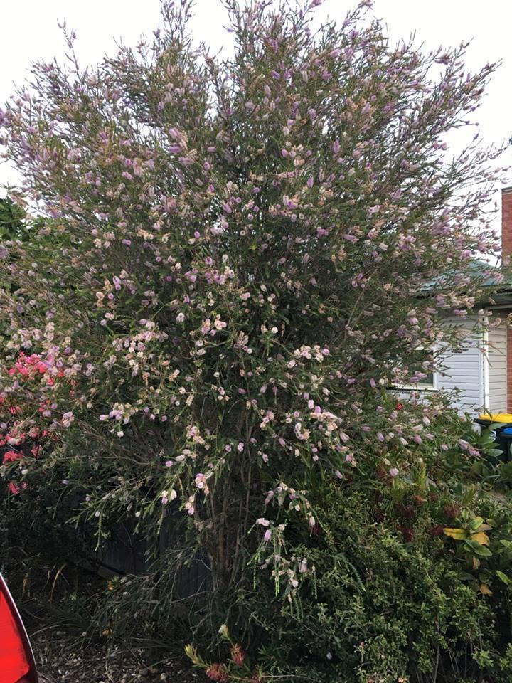 Melaleuca Decussata (Cross-Leaved Honey Myrtle)