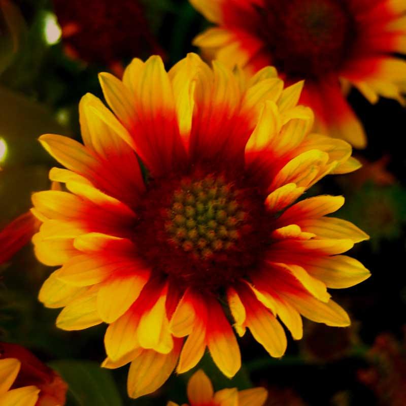 Gaillardia Galya™ 'Blazing Sun' (Blanket Flower)