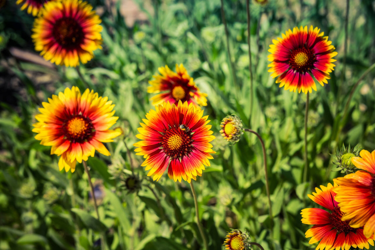 Gaillardia 'Galya™ Cornetto Blaze' (Blanket Flower)