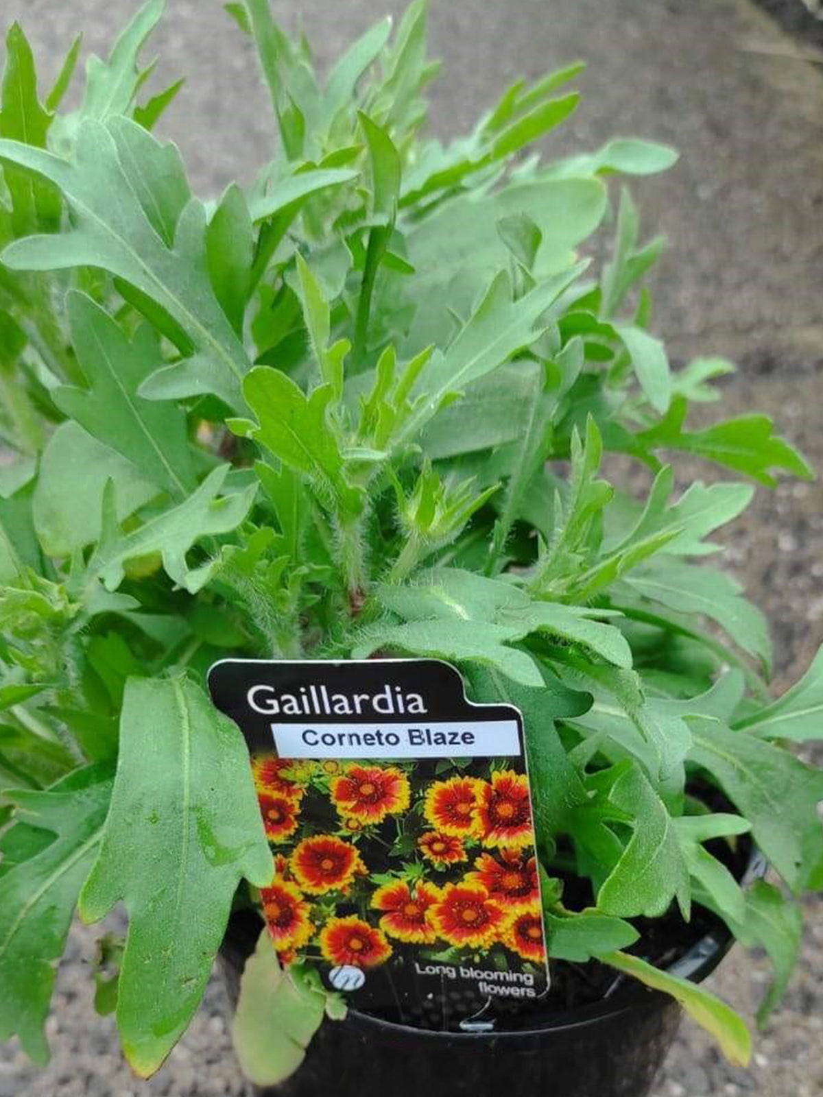 Gaillardia 'Galya™ Cornetto Blaze' (Blanket Flower)