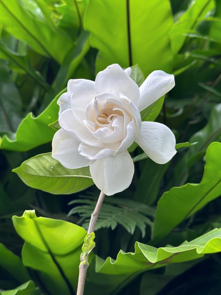 Gardenia Augusta 'Aimee Yoshiba' Standards (Aimee Yoshiba Standard Gardenia)