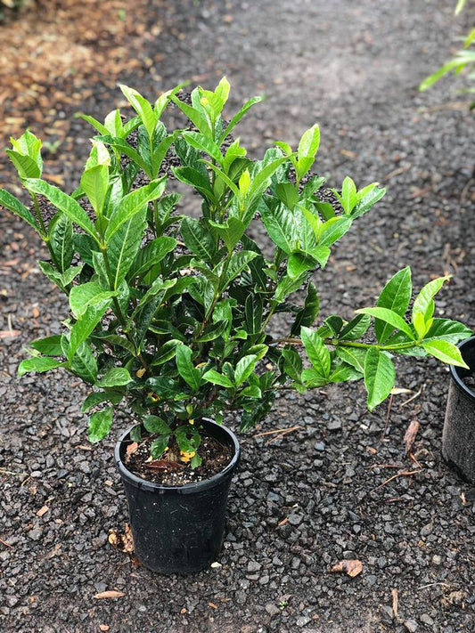 Gardenia 'Magnifica'