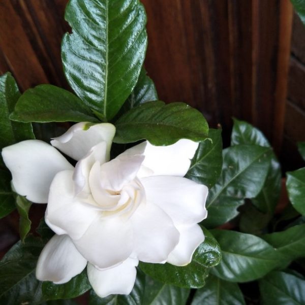 Gardenia Augusta ‘Professor Pucci’ (Professor Pucci Gardenia)