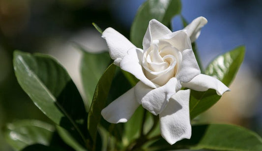 Gardenia Augusta 'Radicans'
