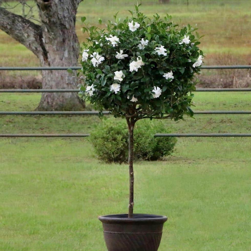 Gardenia Augusta 'Florida' (Florida Gardenia) – Standards