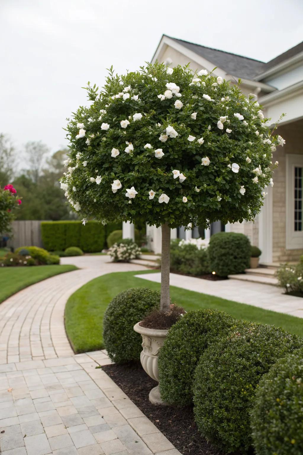 Gardenia Augusta 'Florida' (Florida Gardenia) – Standards