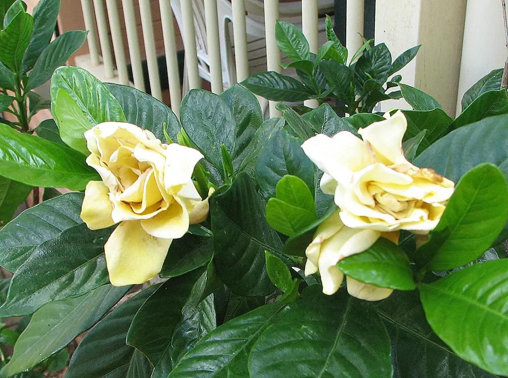 Gardenia Augusta ‘Golden Magic’ (Golden Magic Gardenia)