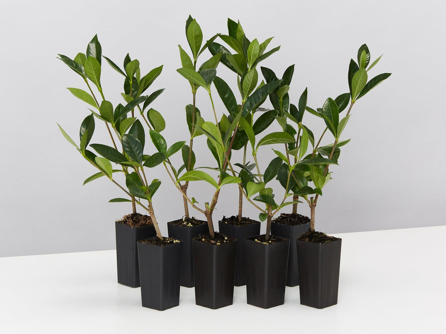 Gardenia Augusta ‘Golden Magic’ (Golden Magic Gardenia)