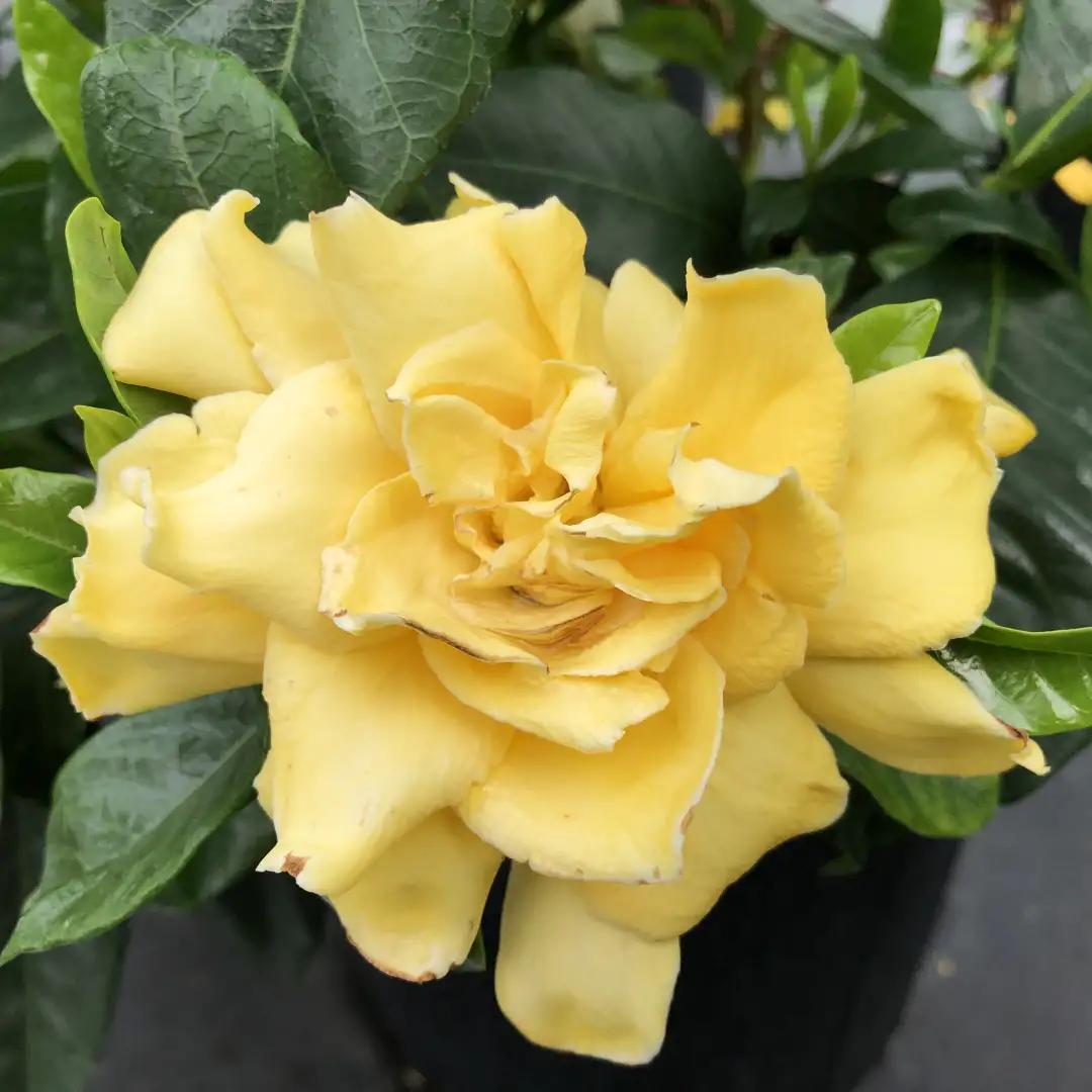 Gardenia Augusta ‘Golden Magic’ (Golden Magic Gardenia)