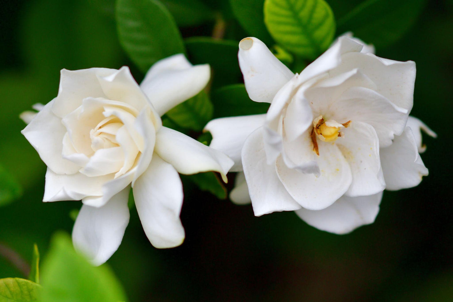 Gardenia Jasminoides (Cape Jasmine)
