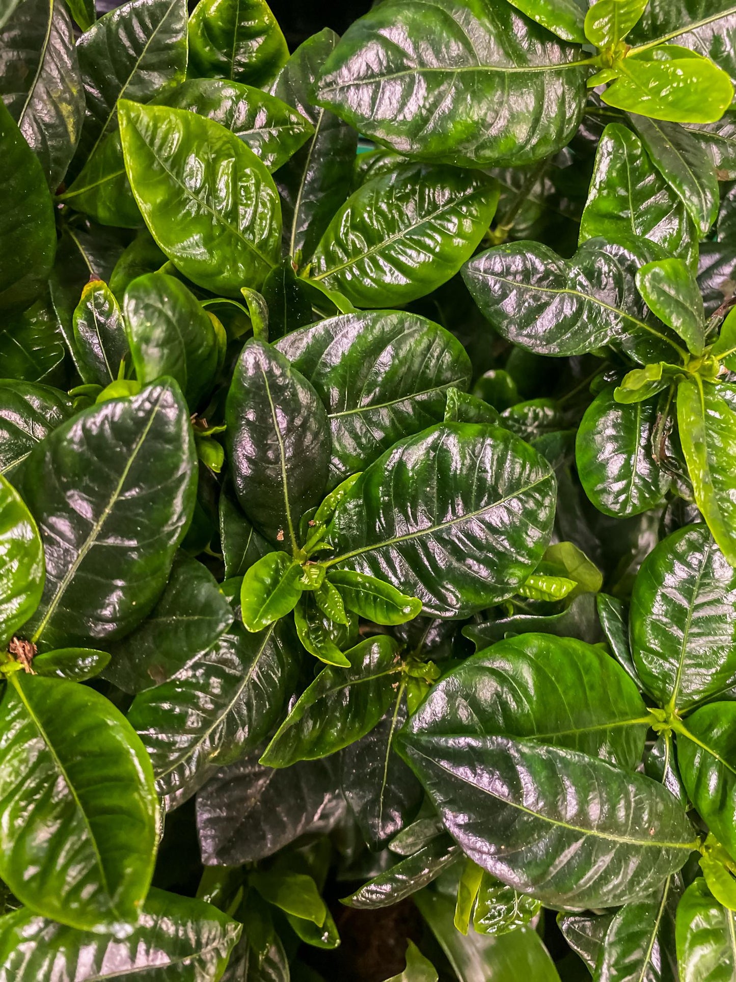 Gardenia Jasminoides (Cape Jasmine)