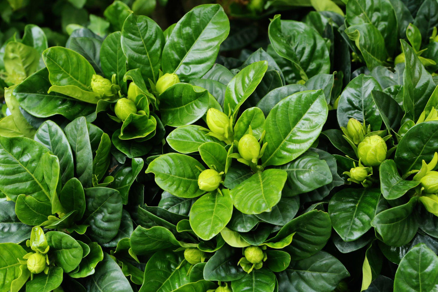 Gardenia Jasminoides (Cape Jasmine)